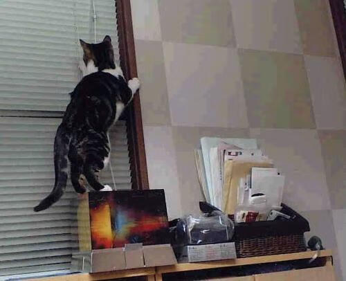 爱游戏在线-宿命再续！韩国乒球鏖战德国，波尔能否粉碎太极虎神话？