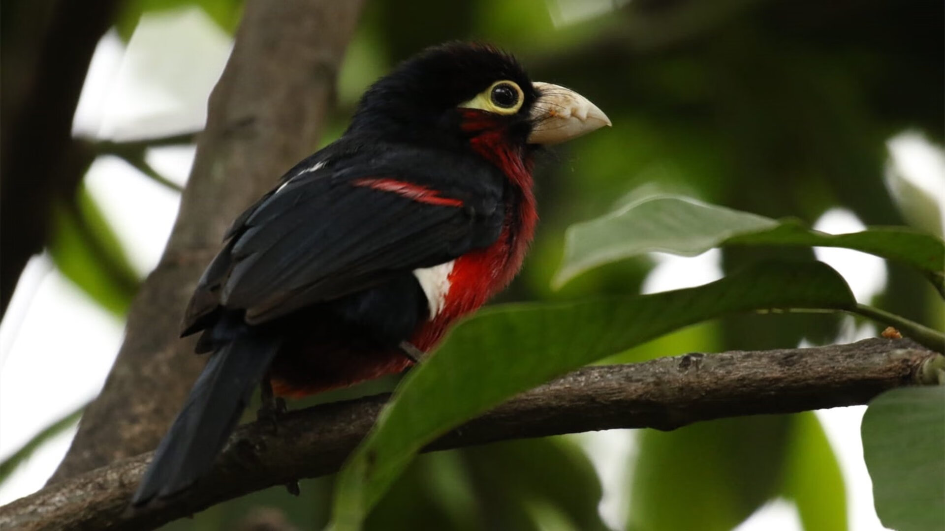 爱游戏下载-星舰对雪狼，当洛杉矶的星河照进北境寒川—布克用50分谱写唯一传奇