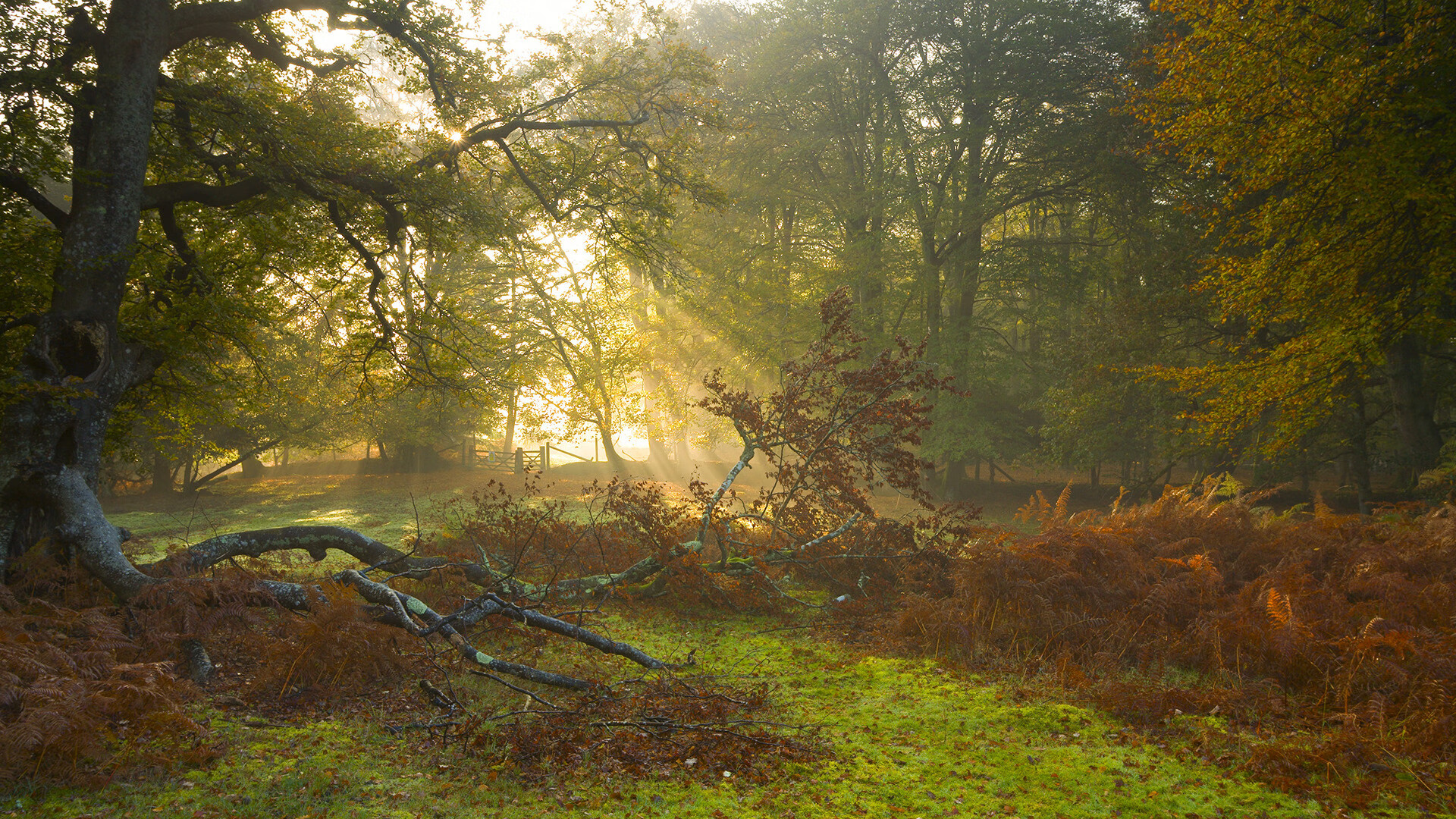 历史性碾压!奥地利复仇之战狂胜智利,曼城真核福登在陌生位置惊艳绽放