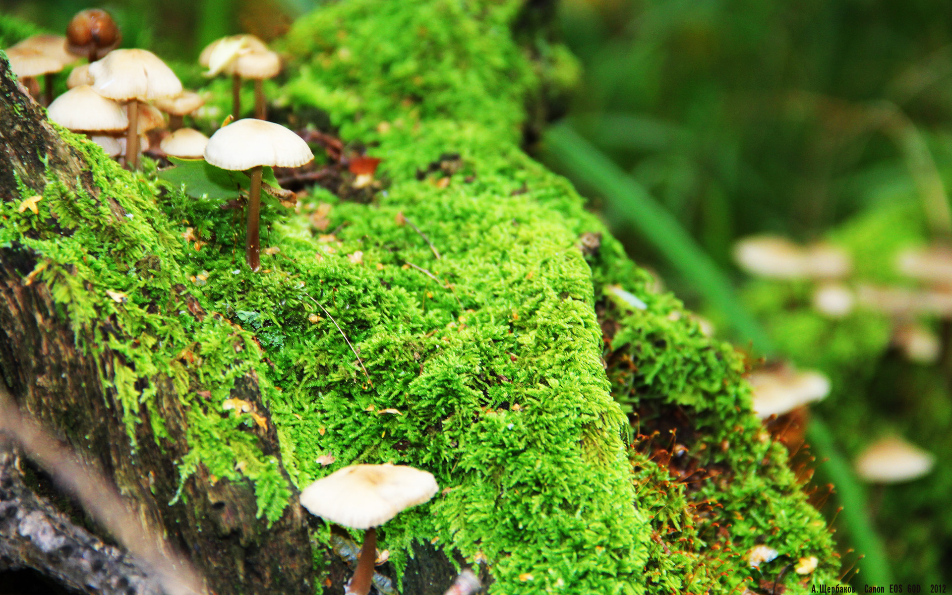 爱游戏大厅-双重奏，德甲争冠的窒息博弈与希腊狂胜的南美风暴