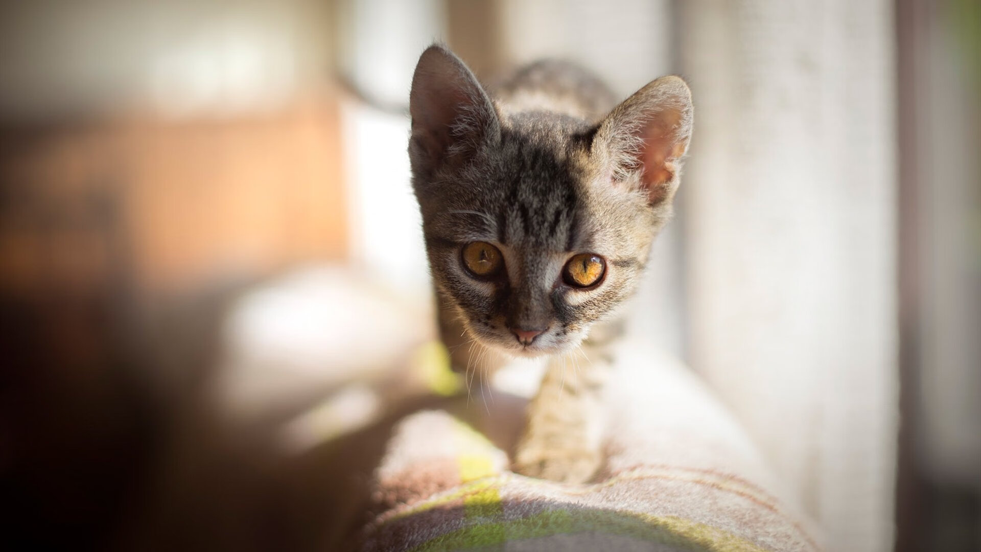 掘金强势横扫国王,总决赛焦点战铸就新王朝