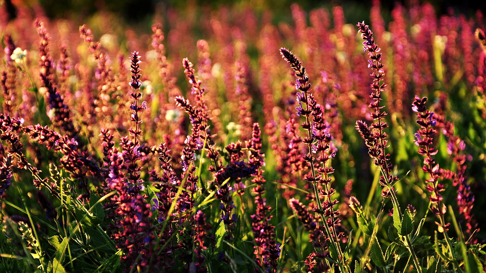 当山西男篮遇到太阳队，平行宇宙中，两个德罗赞的决战