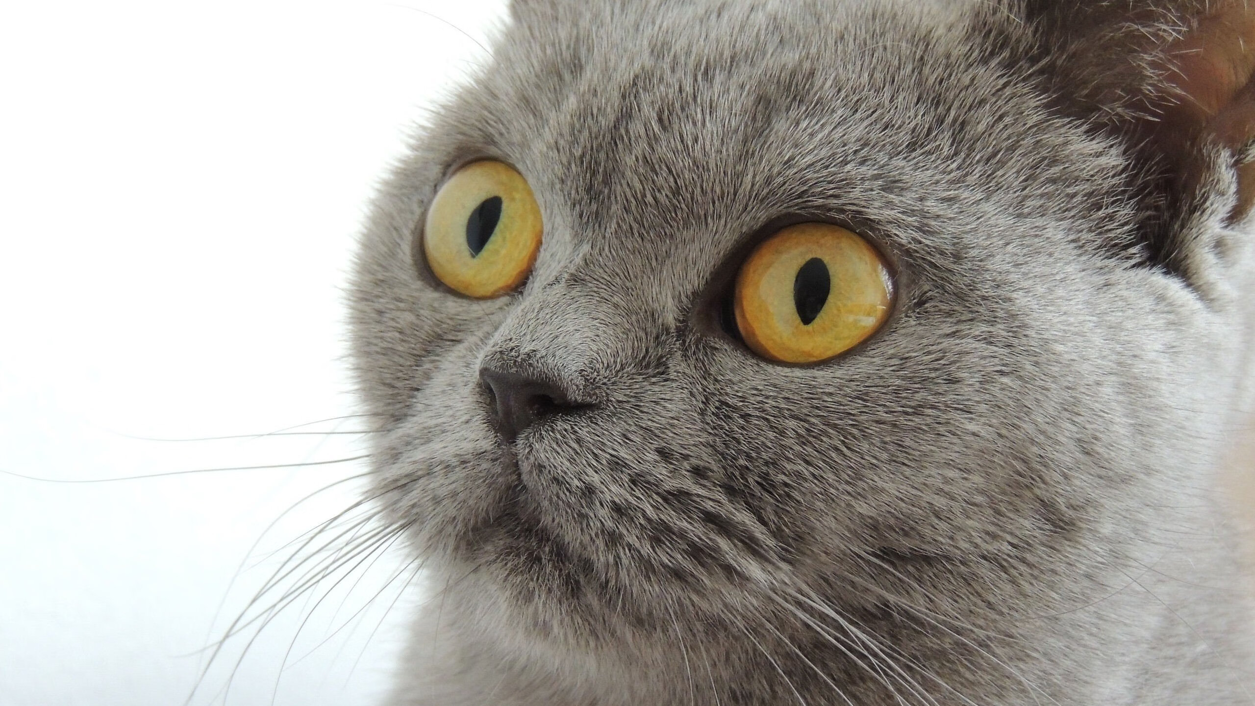 爱游戏入口-虚拟巅峰，一场电竞游戏如何同时上演欧冠半决赛与NBA翻盘？