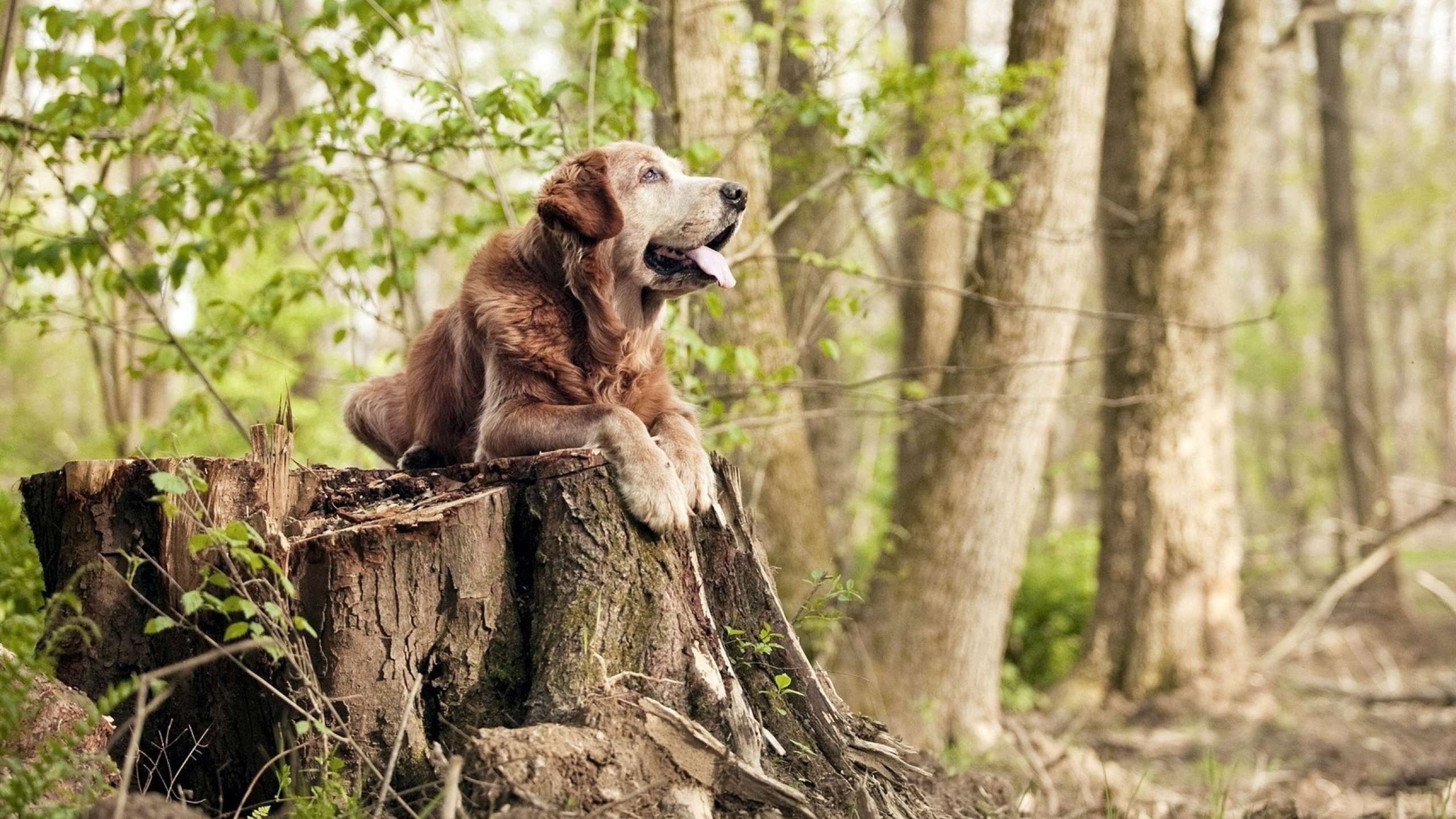 爱游戏下载-逆转与接管，莱比锡红牛与阿劳霍的生死时刻，体育精神的跨界共鸣