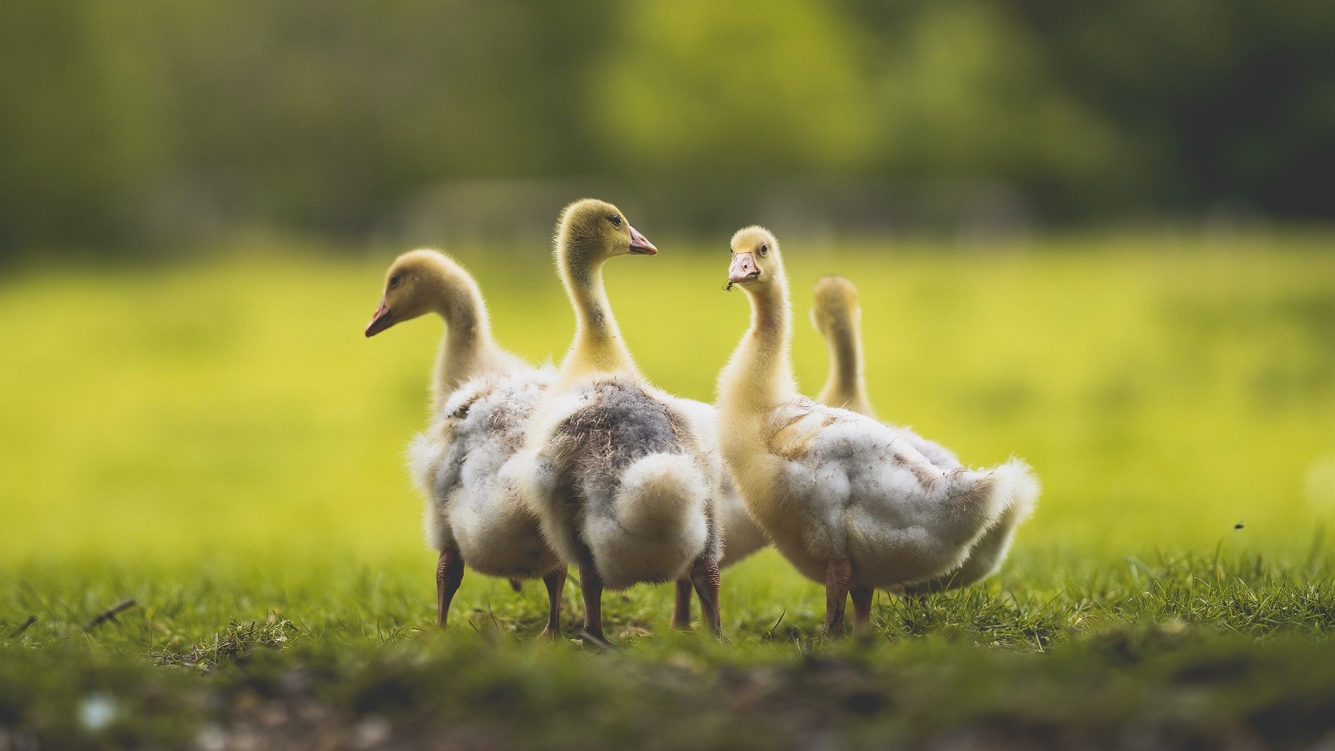 西决生死战之夜，莱奥完成里程碑，最后1.7秒与漫长的十年