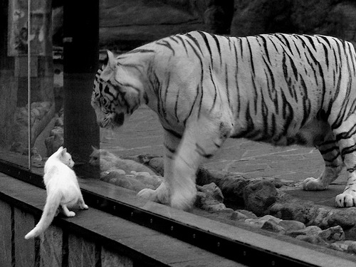 唯一性的交响，国王雄鹿的制霸与福克斯的德甲接管