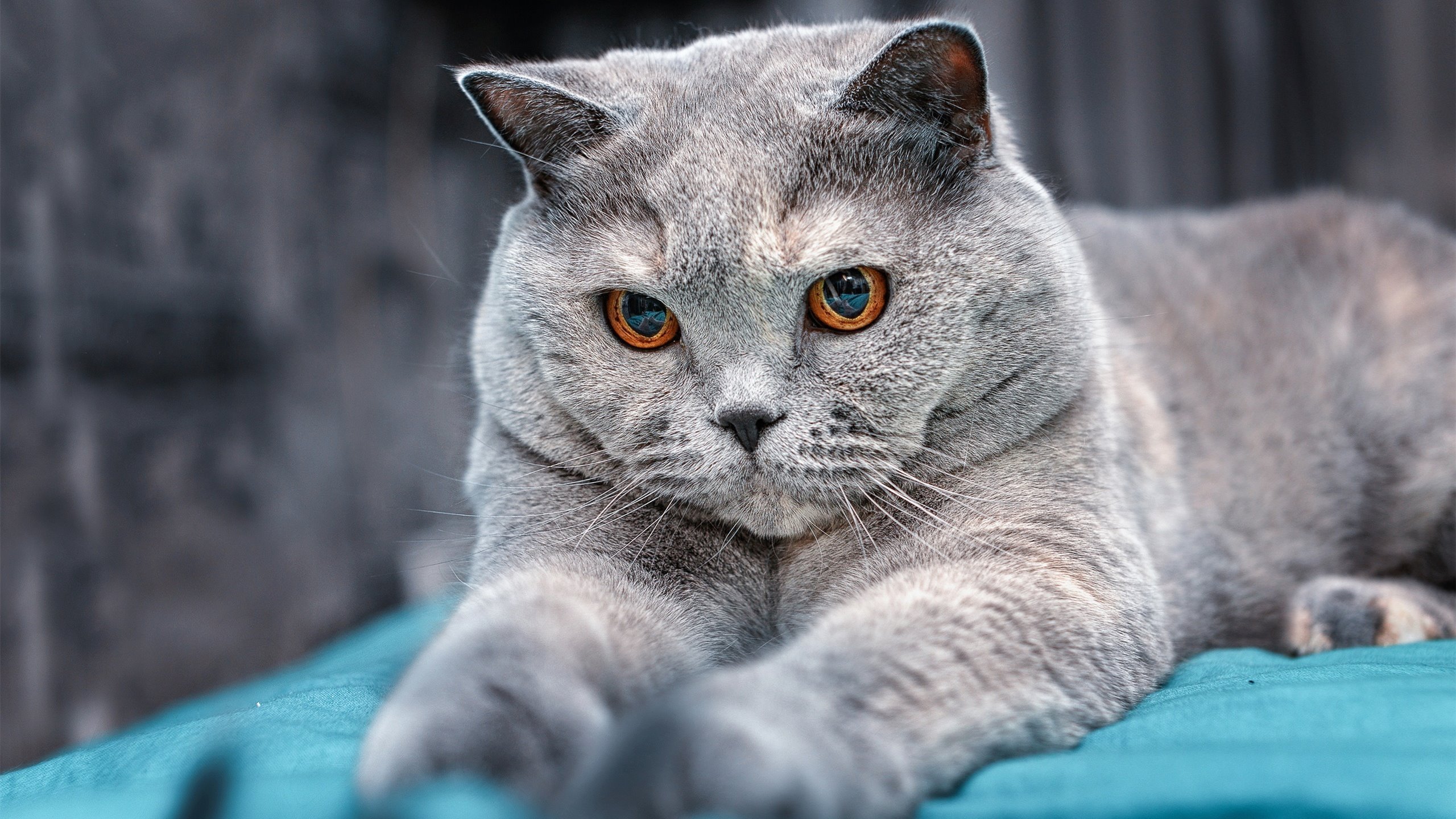 爱游戏娱乐-唯一性2026世界杯之夜，主罚点球前的一分钟，马克西在想什么？