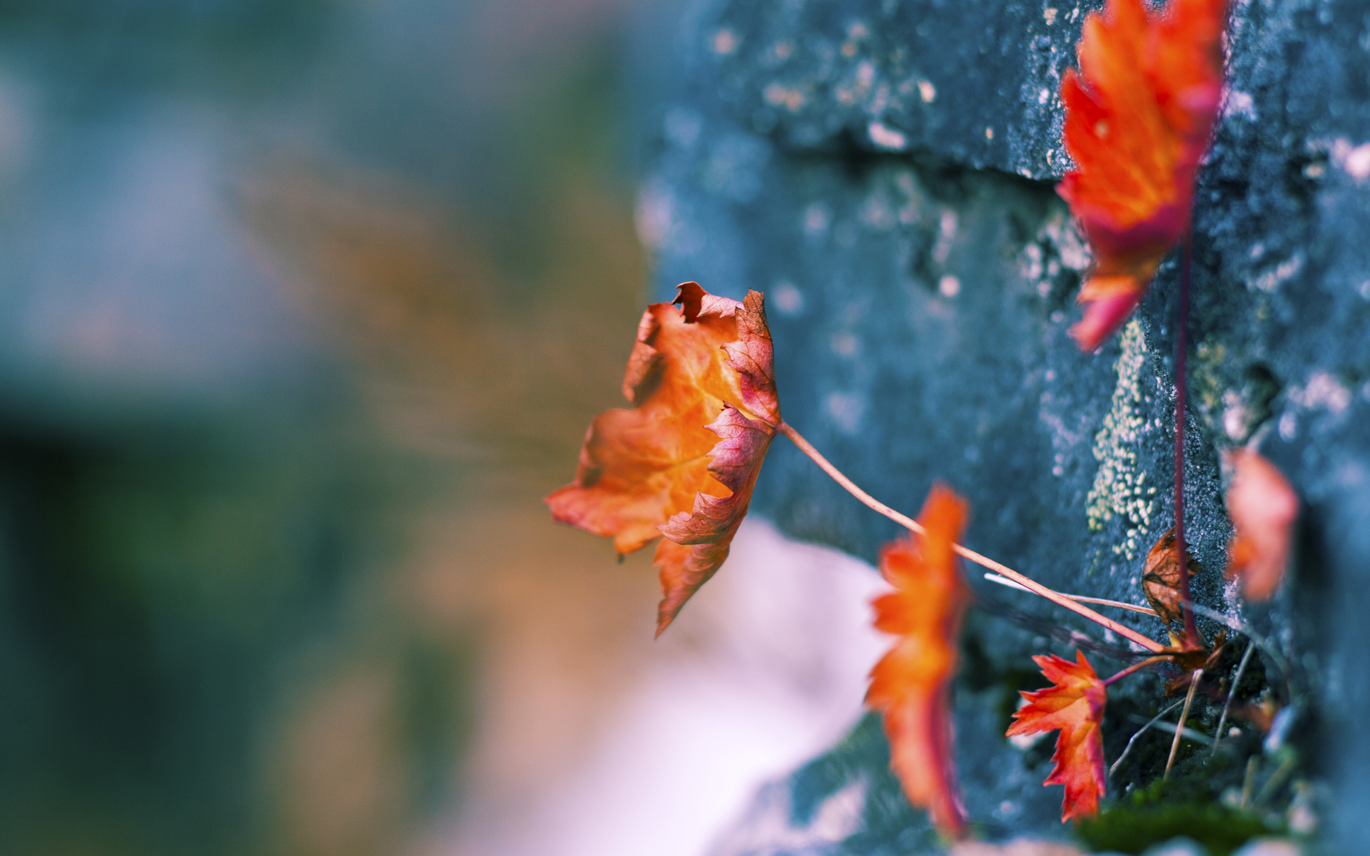 爱游戏APP-聚光灯下的挥洒与浪潮般的奔袭，哈利伯顿与浙江队的胜利变奏