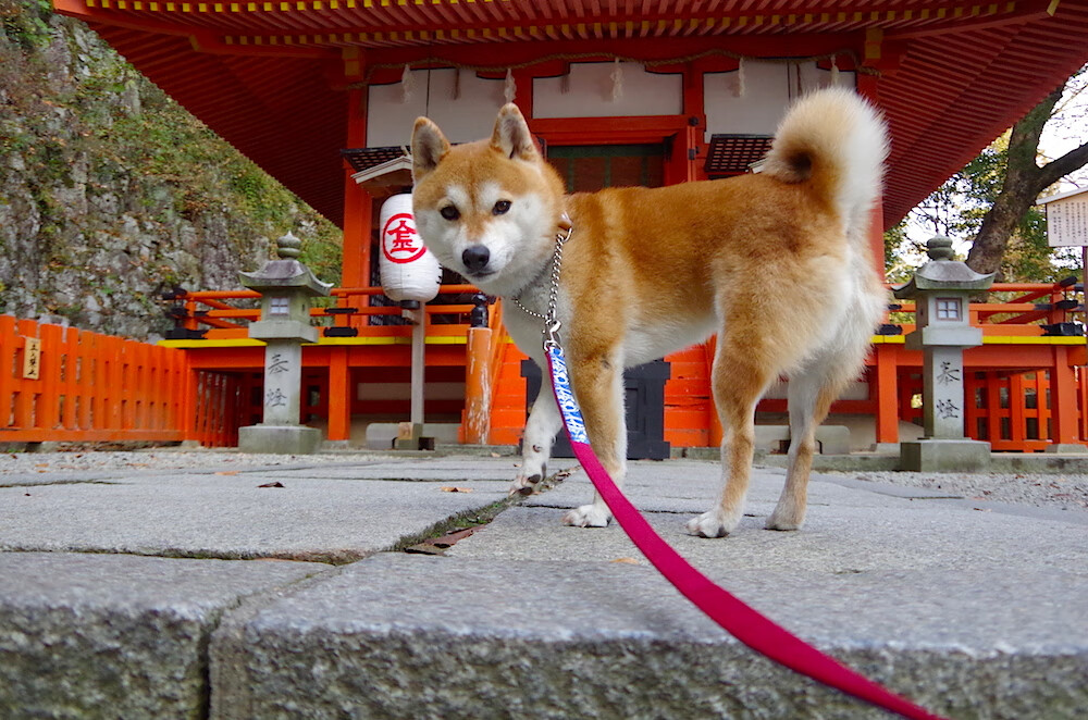 夏夜奇缘,当汾水之师邂逅绿军神话,英格拉姆的数据焰火照亮了何种篮球真意?
