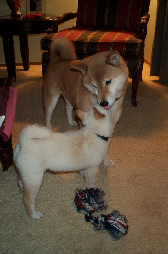 爱游戏官网-黄色潜水艇的北非航迹，蒂亚戈爆发引领比利亚雷亚尔争冠战逆袭摩洛哥劲旅