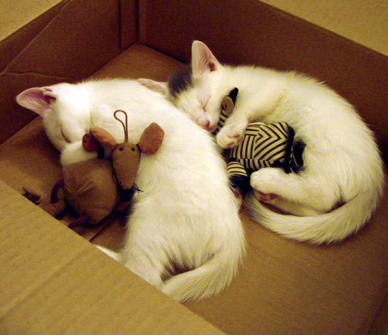 跨次元对决，欧冠半决赛惊现深圳法则，碳基封神战击坠骑士