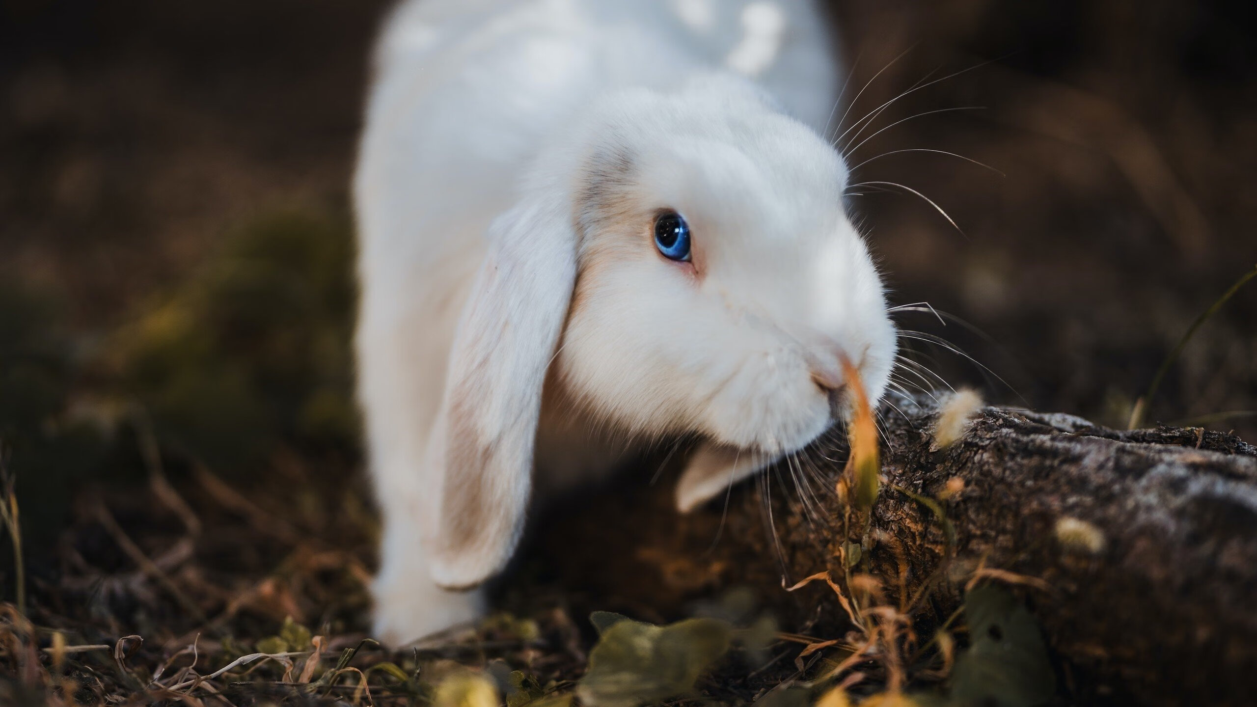 达摩克利斯之剑，当霍勒迪决定让比赛提前结束