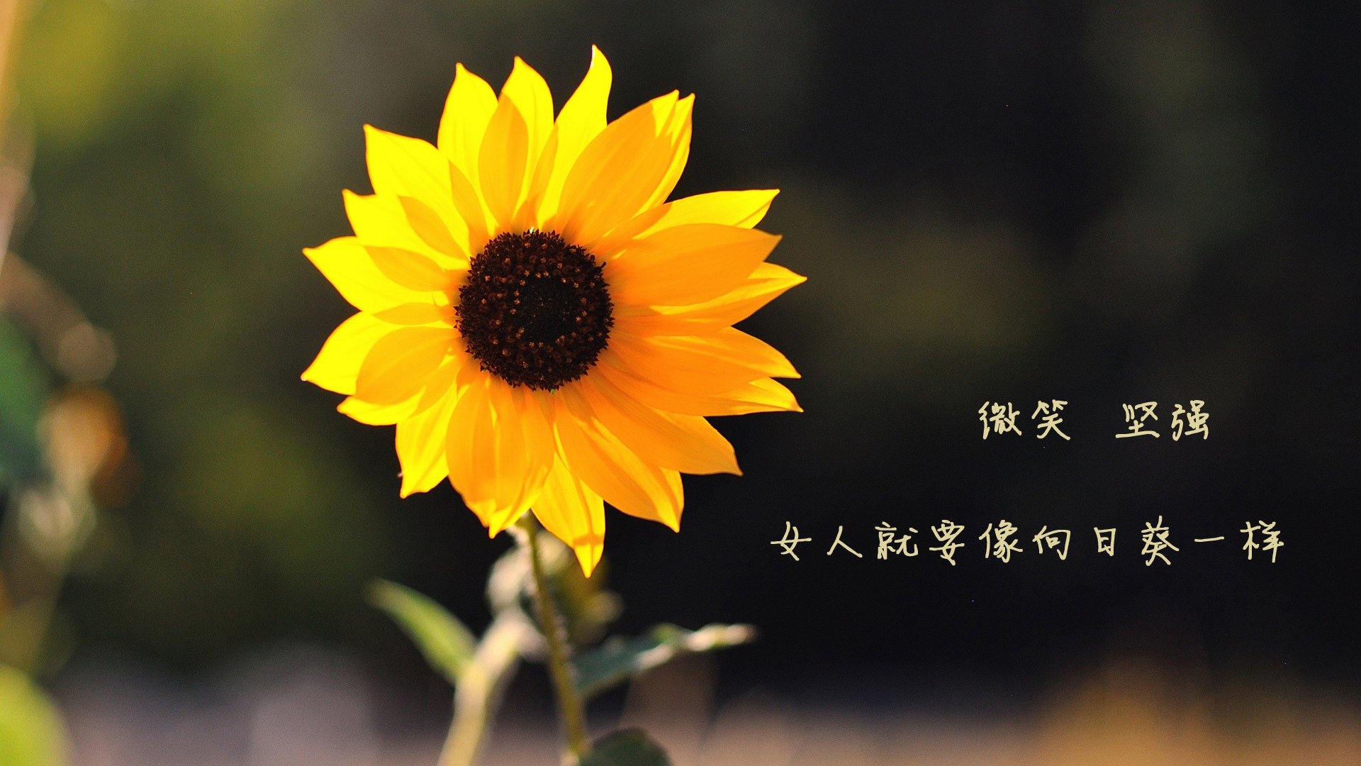 航天城奇袭加拿大航线,文班亚马用太空长臂接管苍穹之战