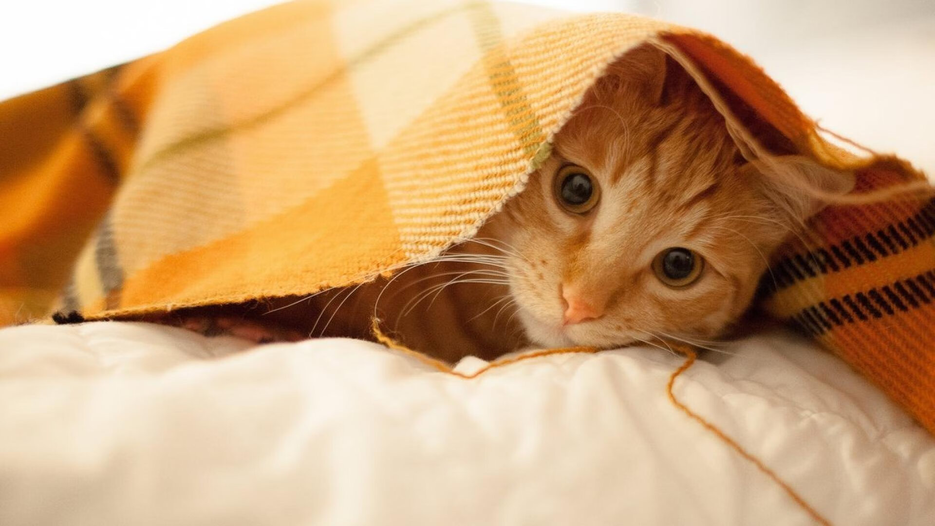 黎明收割黄昏，当班凯罗在欧冠半决赛前夜，听见印第安纳的丧钟