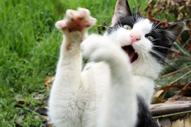 楚阿梅尼评分拉满交响曲，与利物浦横扫奥地利的双重奏